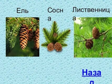 Шишка прилагательное
