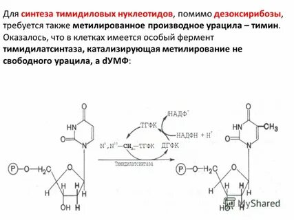 Место синтеза нуклеотидов