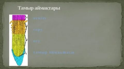 Тамыр