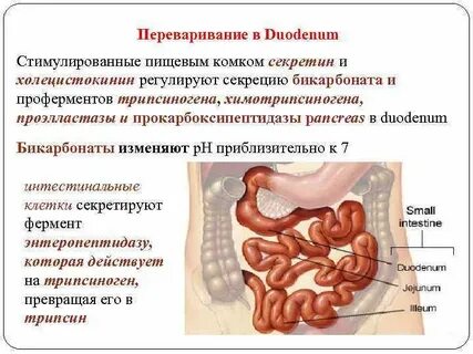 Холецистокинин