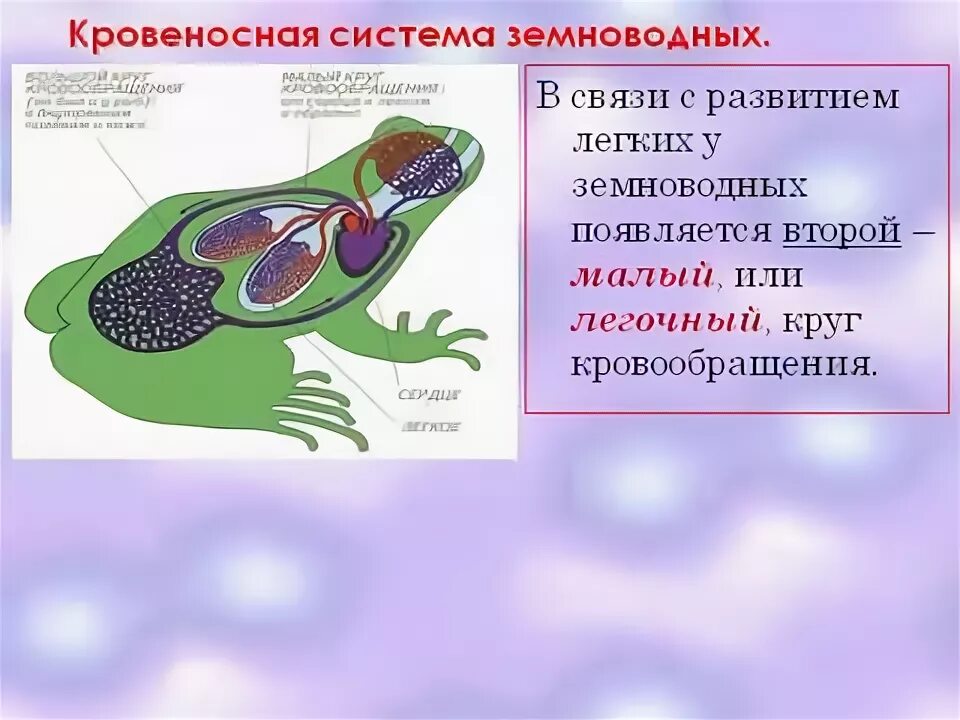 Функции легких у земноводных. Земноводные дыхательная система. кровеносная система амфибий. системы внутренних органов земноводных. кровеносная система земноводных.