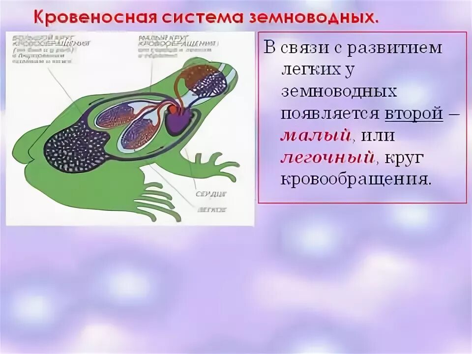 Система органов земноводных 7 класс. Земноводные дыхательная система. Кровеносная система амфибий. Системы внутренних органов земноводных. Кровеносная система земноводных.