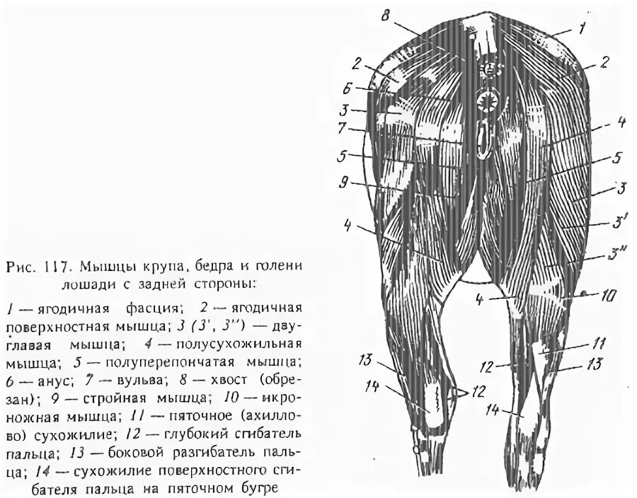 Сухожилие животных. Запястный сустав КРС. Заплюсневый сустав у коровы. Трехглавая мышца коровы анатомия. Мышцы тазового пояса анатомия свиней.