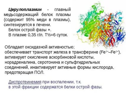 Основная физиологическая роль церулоплазмина