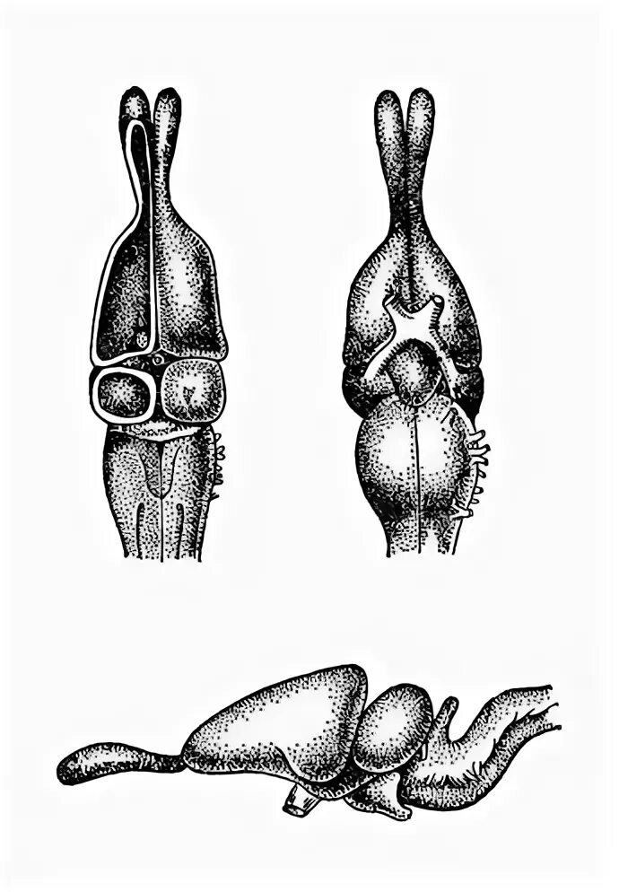 Головной отдел ящерицы. Строение головного мозга ящерицы. Головной мозг ящерицы вид сверху и снизу. Головной мозг ящерицы сбоку. Головной мозг ящерицы по Паркеру.
