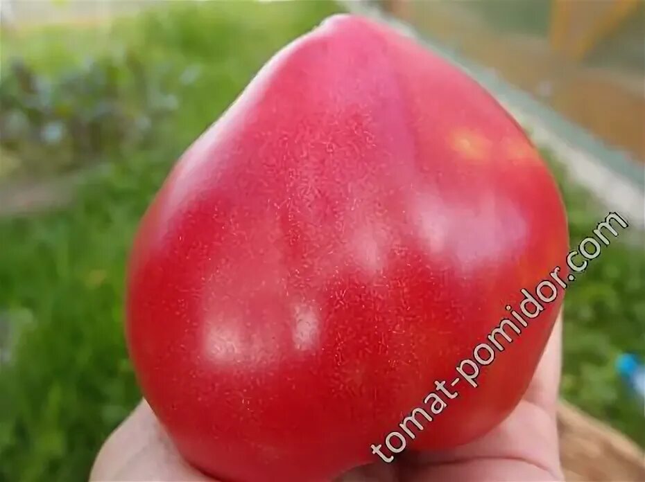 Томат сердце келли. Сердце келли томат. Томат сердце миндальное. Томат cuore di bue rosa. Томат амурская заря.