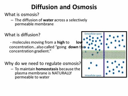 Stable diffusion error