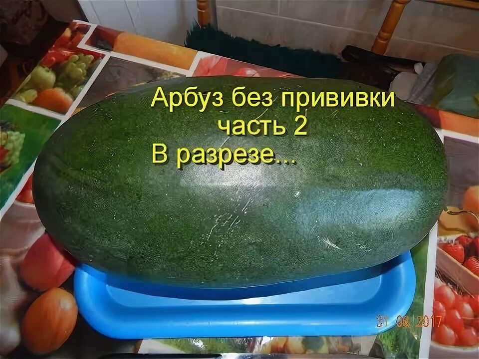 Подвой для дыни арбуза. Прививка арбузов на лагенарию. лагенария семена для прививки арбуза. арбузы привитые на лагенарию. прививка арбуза на лагенарию.