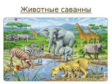 Животные разных климатических зон