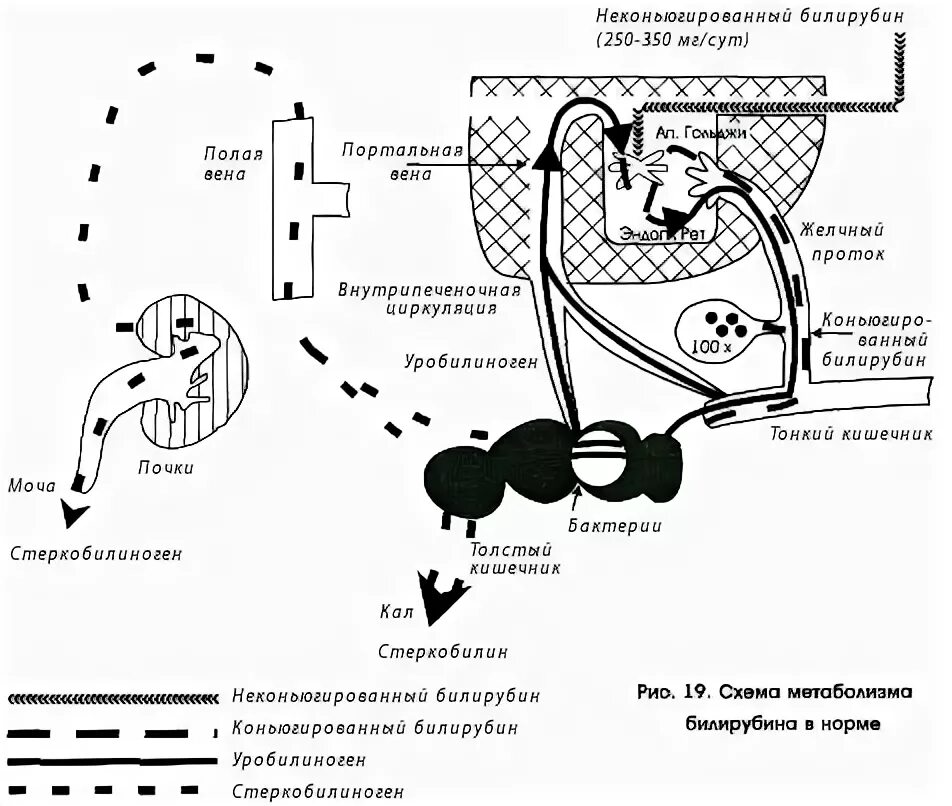 Схема циркуляции билирубина. Билирубин кальция в желчи. Паразиты и билирубин. Движение билирубина к желчному пузырю схема. Реакция на билирубин положительная