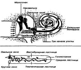 Улитка канал передач
