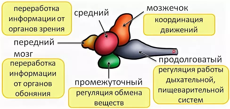 Отделы мозга рыб. Функции отделов мозга у рыб. Головной мозг рыбы. Мозг рыбы строение и функции.