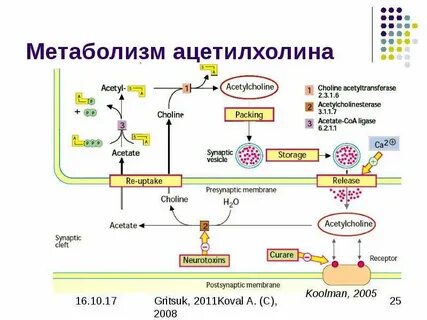 Белковый обмен биохимия