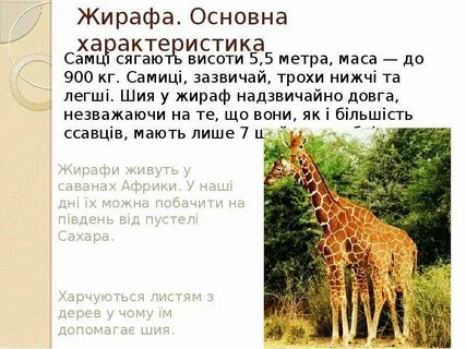 Описание жирафа