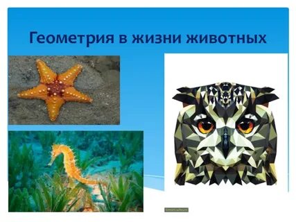 Геометрия в жизни проект