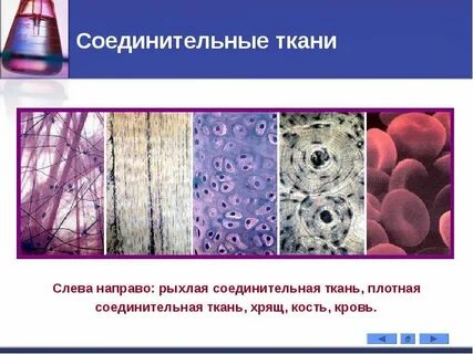 Клетки плотной соединительной ткани