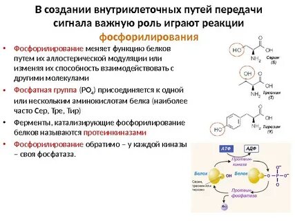 Биологическая роль фосфорилирования