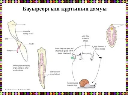 Порно Гранну кинотеатры