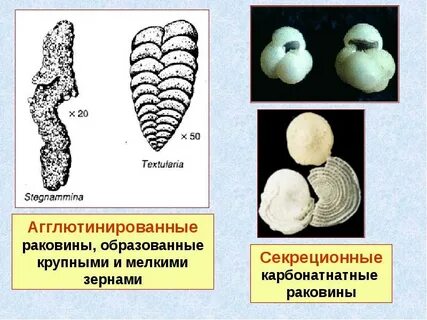 Раковина образована