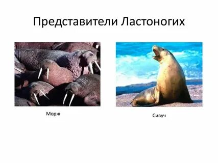 Ластоногие млекопитающие примеры