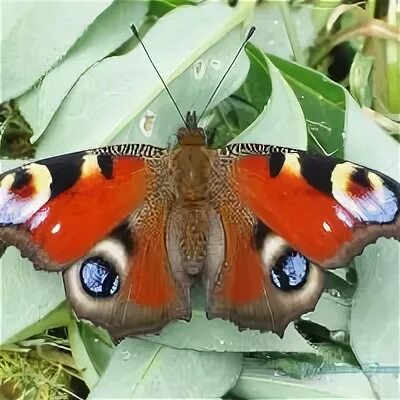 Бабочка зорька. Бабочка павлиний глаз окраска. Махаон зорька капустница траурница переливница. Желтушка луговая бабочка. Махаон зорька.