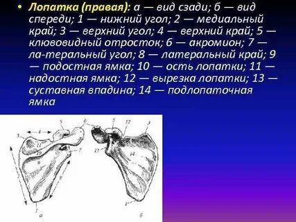 Углы лопатки какие