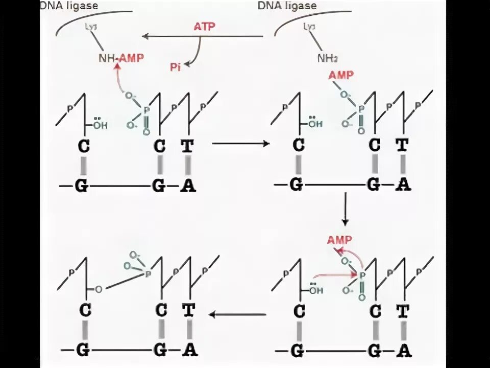 Плазмидная днк. Dna ligase. Ligase chain reaction. T4 ligase structure. Днк лигаза.