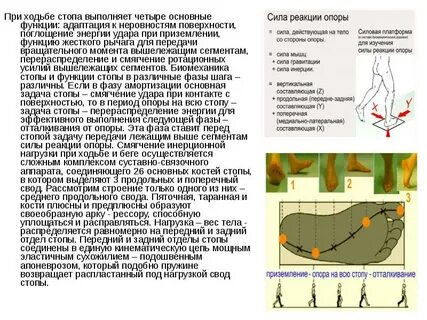 Рессорная функция стопы
