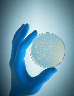Petridish