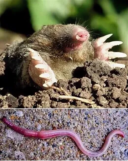 Дождевой червь и крот. Землеройковый крот. Слепыш норки. Дождевой червь и крот. Землеройка среда обитания почвенная.