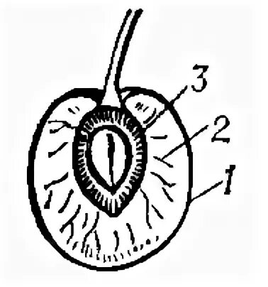 Рисунок околоплодника. Плод костянка в продольном разрезе. Поперечный разрез плода яблони. Плод костянка строение. Строение плода слои околоплодника.