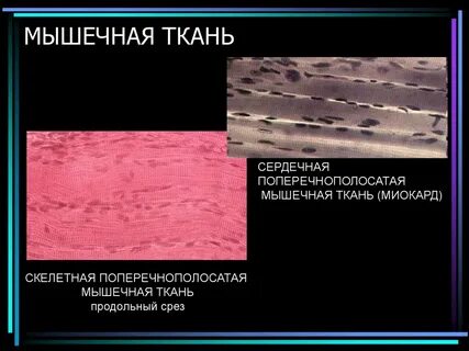 Мышечная ткань образующая миокард