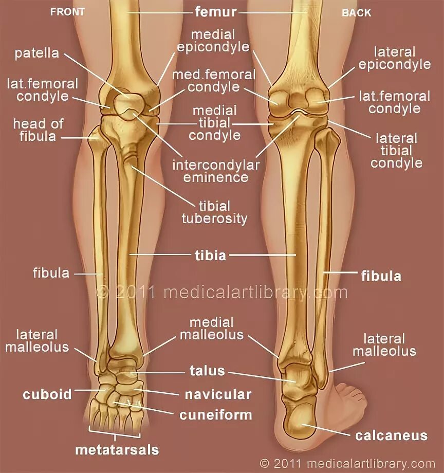 Строение ноги до колена. Анатомия ноги кости. Кости ноги человека ниже колена анатомия. Название костей на ноге ниже колена. Нога кость строение.