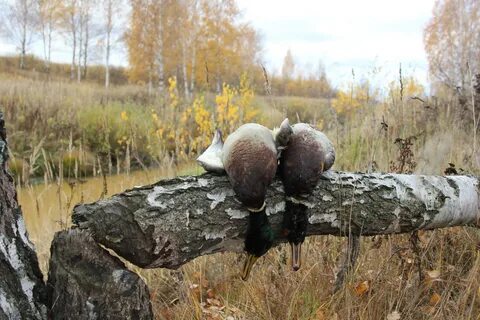 На кого охотятся осенью
