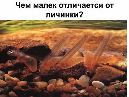 Мальки рыб к каким группам относятся