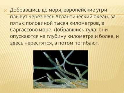 Саргассово море самое большое в мировом океане