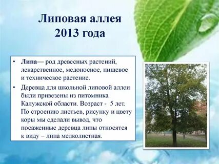 Лист липы описание