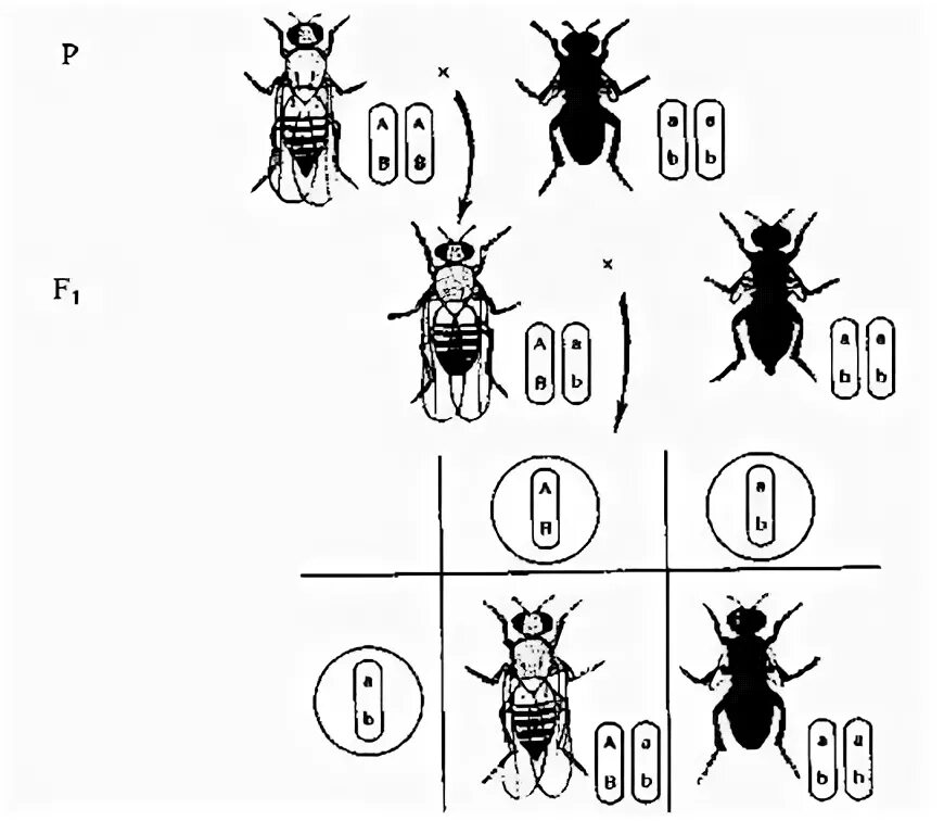 Генетическая карта дрозофилы. Карта расположения генов у дрозофилы. Сцепление генов кариотип. Кариотип дрозофилы. Дигетерозиготный хомяк