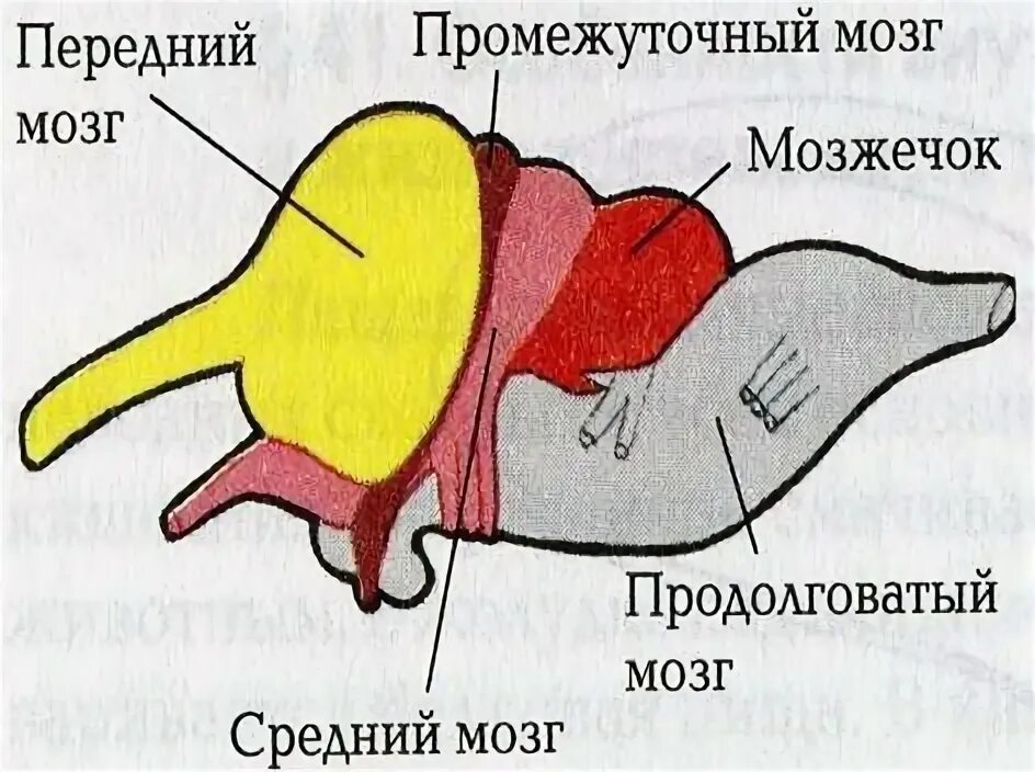 Головной отдел ящерицы. Строение головного мозга пресмыкающихся. Схема строения головного мозга пресмыкающихся. Строение головного мозга рептилий. Головной мозг пресмыкающегося схема.