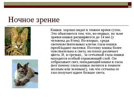 Зрение в ночное время