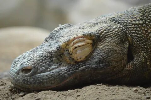 Comodo dragon