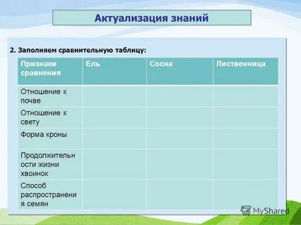 Признаки сравнения сосна и ель