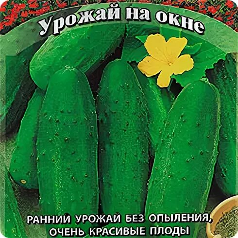 Огурец окошко f1 отзывы
