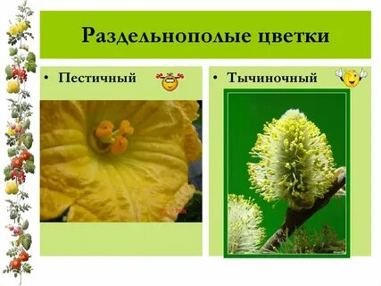 Раздельнополые цветки