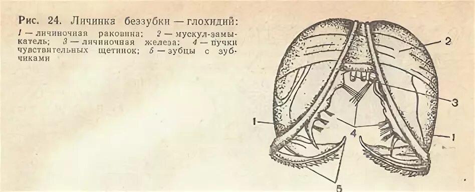 Двустворчатые моллюски жизненный цикл. Личинка моллюска. Строение личинки глохидии. Личинка беззубки. Глохидии личинки беззубки.