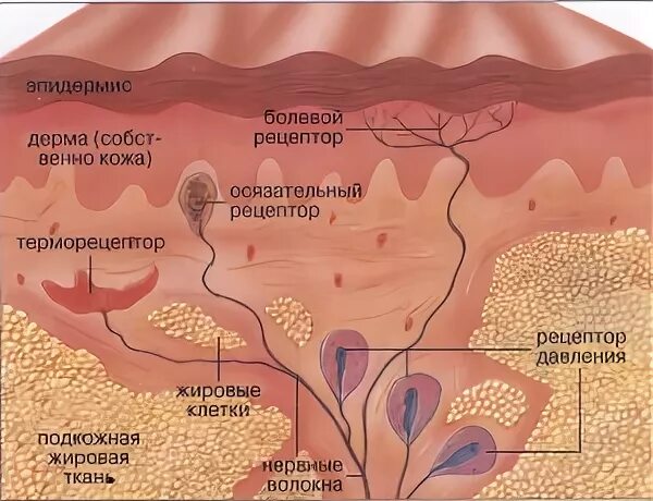 Тепловые рецепторы кожи. Расположение терморецепторов в коже. Расположение температурных рецепторов кожи. Рецепторы кожи человека.