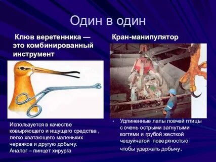 Что такое бионика в биологии 8 класс