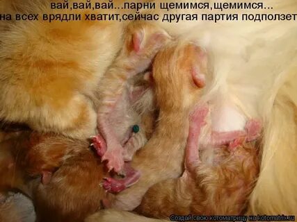 Хватит сейчас будет