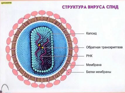 Клеточная структура вируса