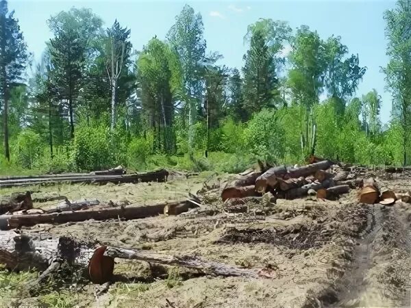 Чунское лесничество